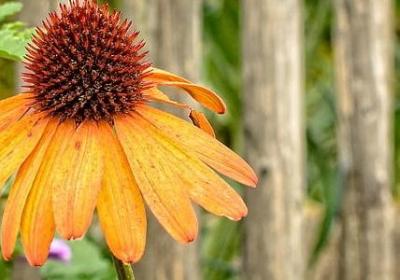 三把火句子(共30句)