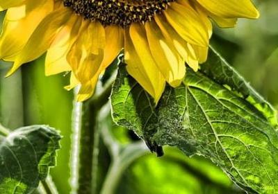 《粥》梁实秋句子分析(汇总10句)