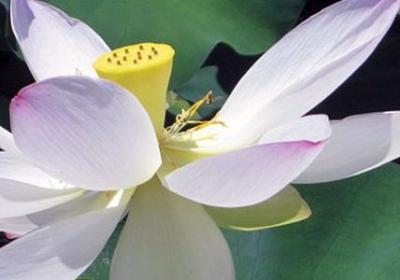 七夕节伤感句子(通用20句)