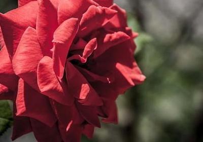 一意孤行的句子(推荐69句)