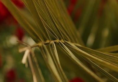 《骆驼祥子》经典句子摘抄(共15句)