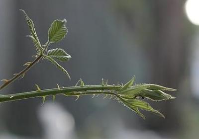丁香花句子(优选20句)