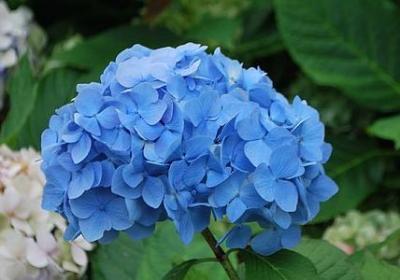 丁香结节的句子(共20句)