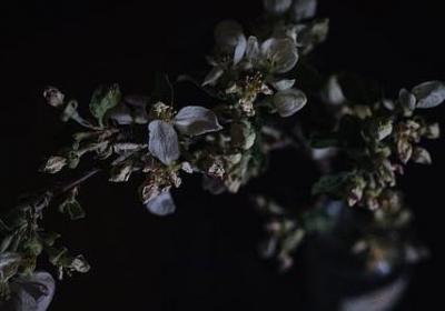 下雪的句子(实用30句)