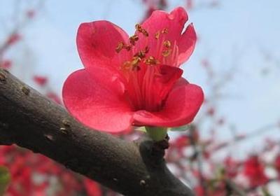 不入郡王府句子分析(优选20句)