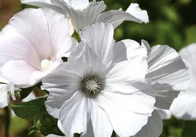 不变的初心 结尾句子(优选49句)