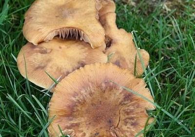 不更改的句子(精选118句)