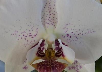 不胜钦佩造句子(推荐50句)