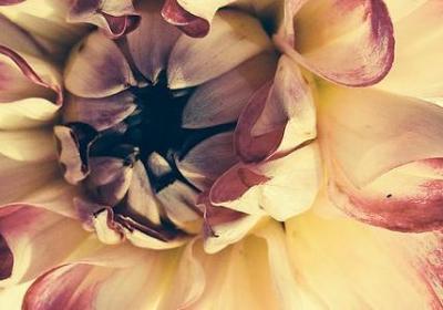 不打扰的拜年句子(实用50句)