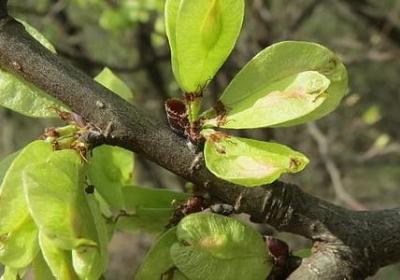 与满天星有关的句子(推荐40句)