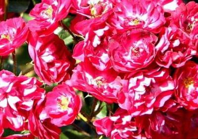 与树有关的句子(推荐80句)