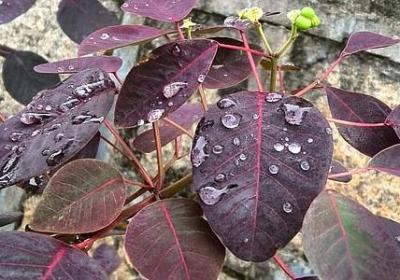 与狐狸有关的句子(优选50句)