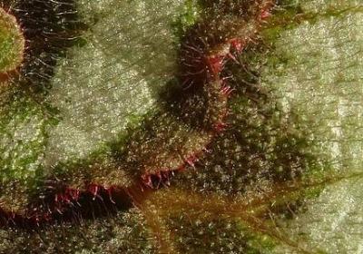 两夫妻许愿的句子(共45句)