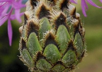 与狐谋皮句子(必备80句)