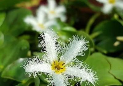与花优美的句子(热门10句)