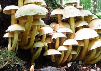 与孤独为伴的唯美句子(实用50句)