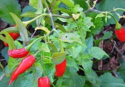 两夫妻句子(必备59句)