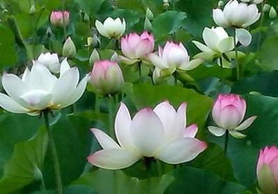 专修吉言句子(40句)
