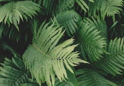 与朱元思书写山奇的句子(推荐80句)