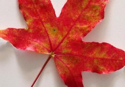 丢尽脸面句子(热门20句)