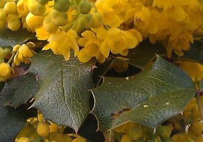 东树起句子(汇总140句)