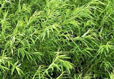 中级口译句子(合集20句)