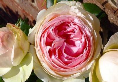 个园的句子(必备80句)