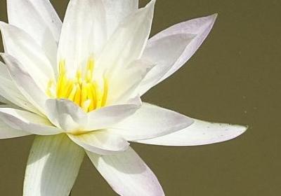 串珠帘的句子(优选50句)