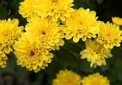 丰满组句子(推荐40句)