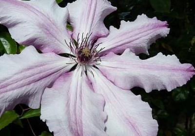 丧良心句子(汇总80句)