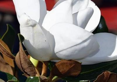 中泰语广告句子(合集20句)