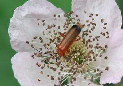 中班的句子(通用60句)