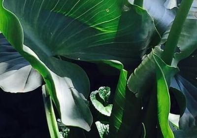 云开日出解释和句子(优选6句)