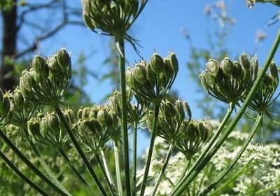 五和正写句子(14句)