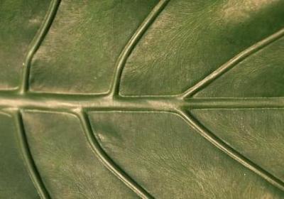 五年级下册语文句子(汇总15句)