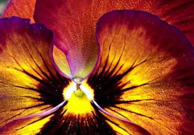 亲人去世心情句子是(必备40句)