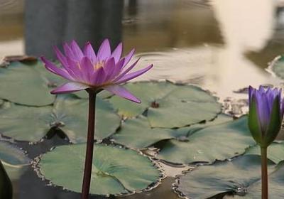 亲人分别伤感句子短句(共50句)