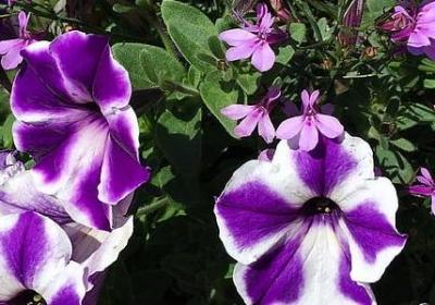 于谦经典句子摘抄(热门20句)