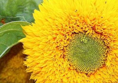 享受美食的句子(优选70句)