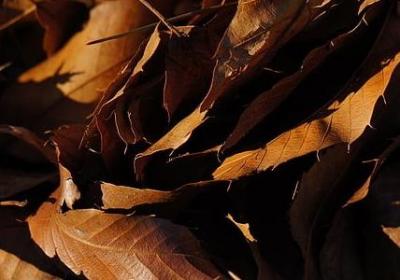 人不能依赖别人的句子(热门40句)