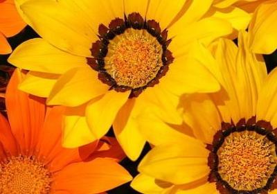 人们赞美菊花的句子(60句)