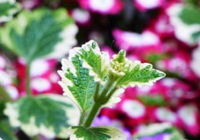 互文的句子(实用66句)