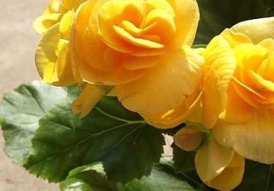 五年级句子专项练习(推荐30句)