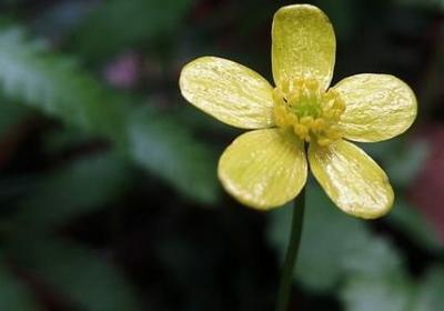 五月诗句子(推荐80句)