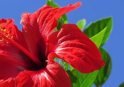 产品质量好的句子(40句)