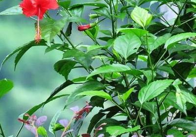 亲人离去悲痛句子说说(汇总61句)