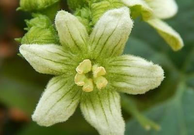 人与狗的深情句子(共40句)