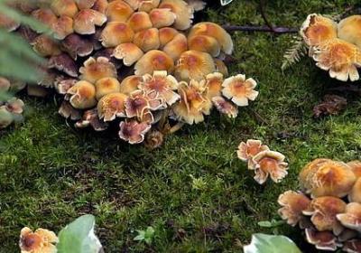 人优点的句子(优选60句)