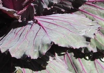 云和霞怎么造句子(40句)