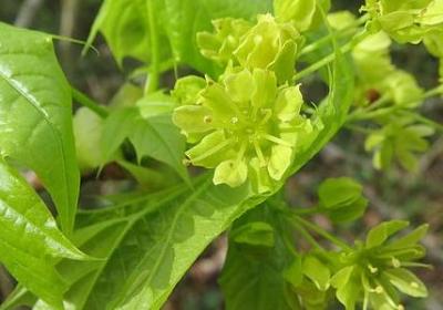 五年级语文句子练习(优选50句)